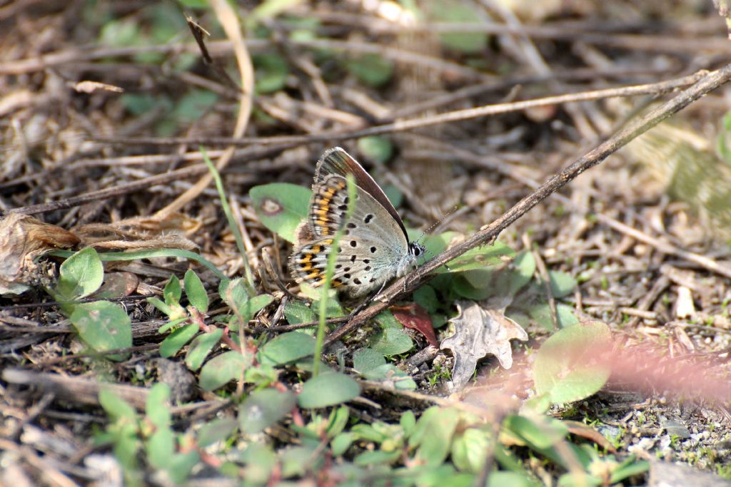Plebejus argus?